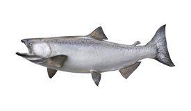 Salmon