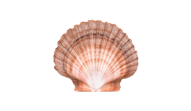 Scallop