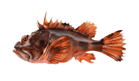Scorpionfish