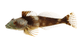 Sculpin