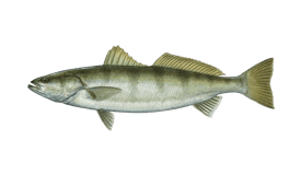 Seabass (White)