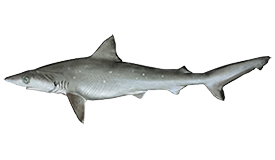 Shark (Atlantic Sharpnose)