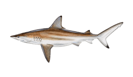 Shark (Blacktip)