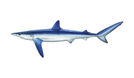 Shark (Blue)