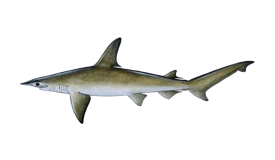 Shark (Bonnethead)