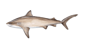Shark (Bull)