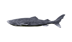 Shark (Greenland)
