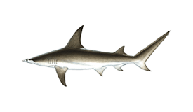 Shark (Hammerhead)