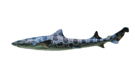 Shark (Leopard)