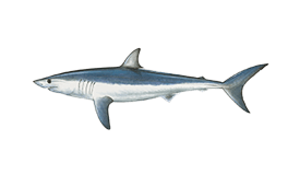 Shark (Mako)