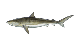 Shark (Tiger)