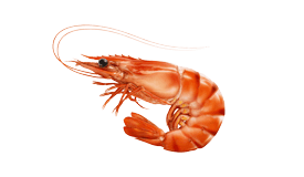 Shrimp