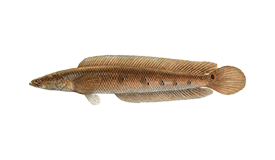 Snakehead
