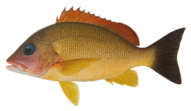 Snapper (Blacktail)
