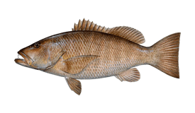 Snapper (Cubera)
