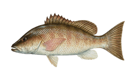 Snapper (Mangrove)