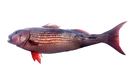 Snapper (Mullet)