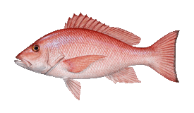Snapper (Red)