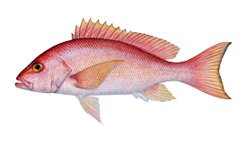 Snapper (Silk)