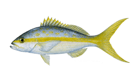 Snapper (Yellowtail)