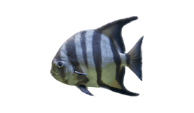Spadefish