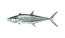 Spanish Mackerel (Narrow-barred)
