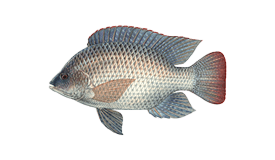 Tilapia