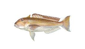 Tilefish