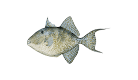 Triggerfish (Gray)