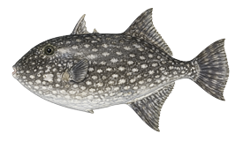 Triggerfish (Rough)