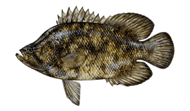 Tripletail