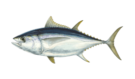 Tuna (Bigeye)