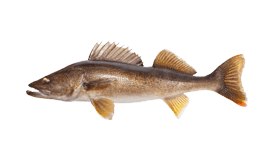 Walleye