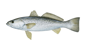 Weakfish