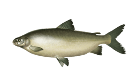 Lake Whitefish