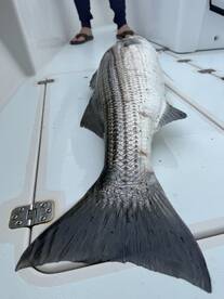 Chatham Report Photo 1