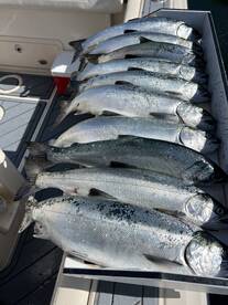 Strong June resident coho fishing