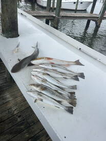 Gulf Shores Report Photo 2