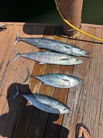 Dania Beach Report Photo 1