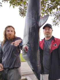 3 Mako Sharks, Calico Bass, Big TASTY Ro