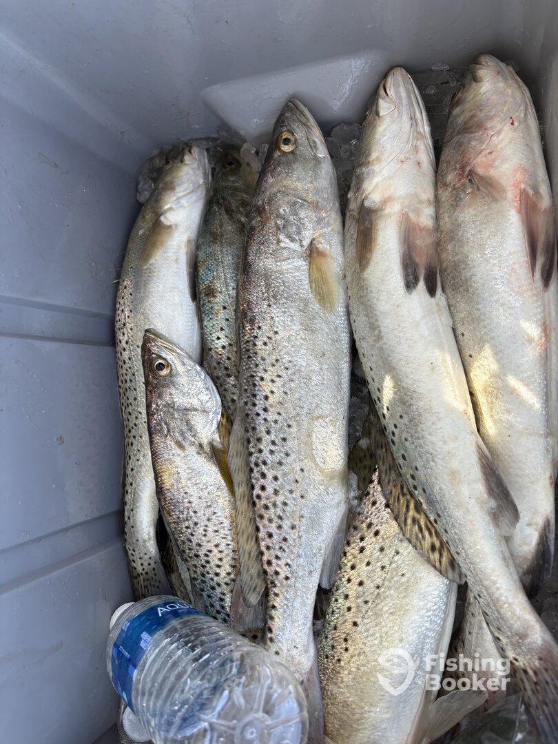 Aransas Pass Report Photo 0