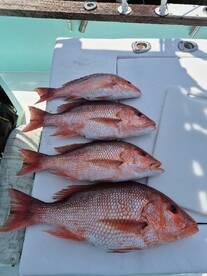 Destin Report Photo 1