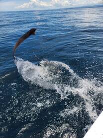 Exciting Bottom Fishing Action in Sámara