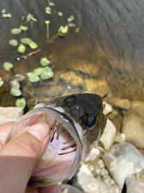 Weston Report Photo 2