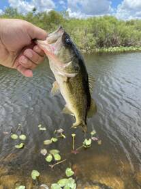 Weston Report Photo 1