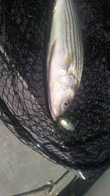 Bait migration gets underway