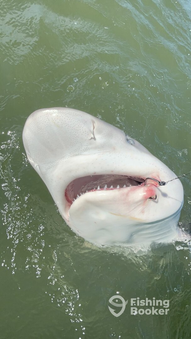 Galveston Report Photo 0