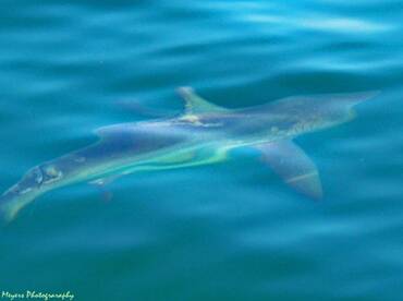 Cape May Report Photo 1