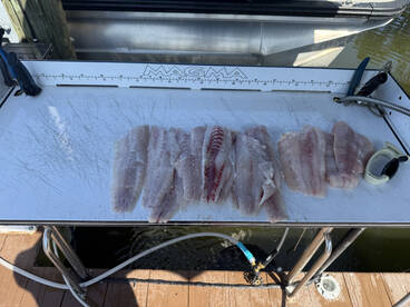 Striped Bass fishing is on fire