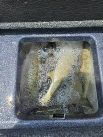 Hot Walleye Bite on Erie